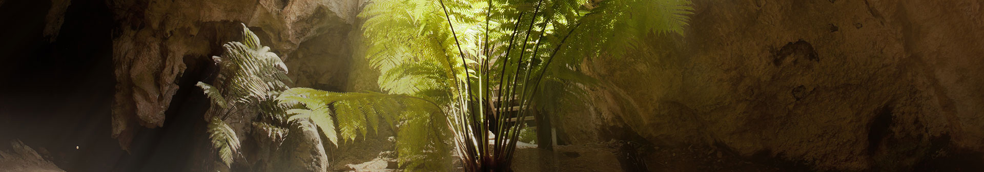 Website Designer Naracoorte Company