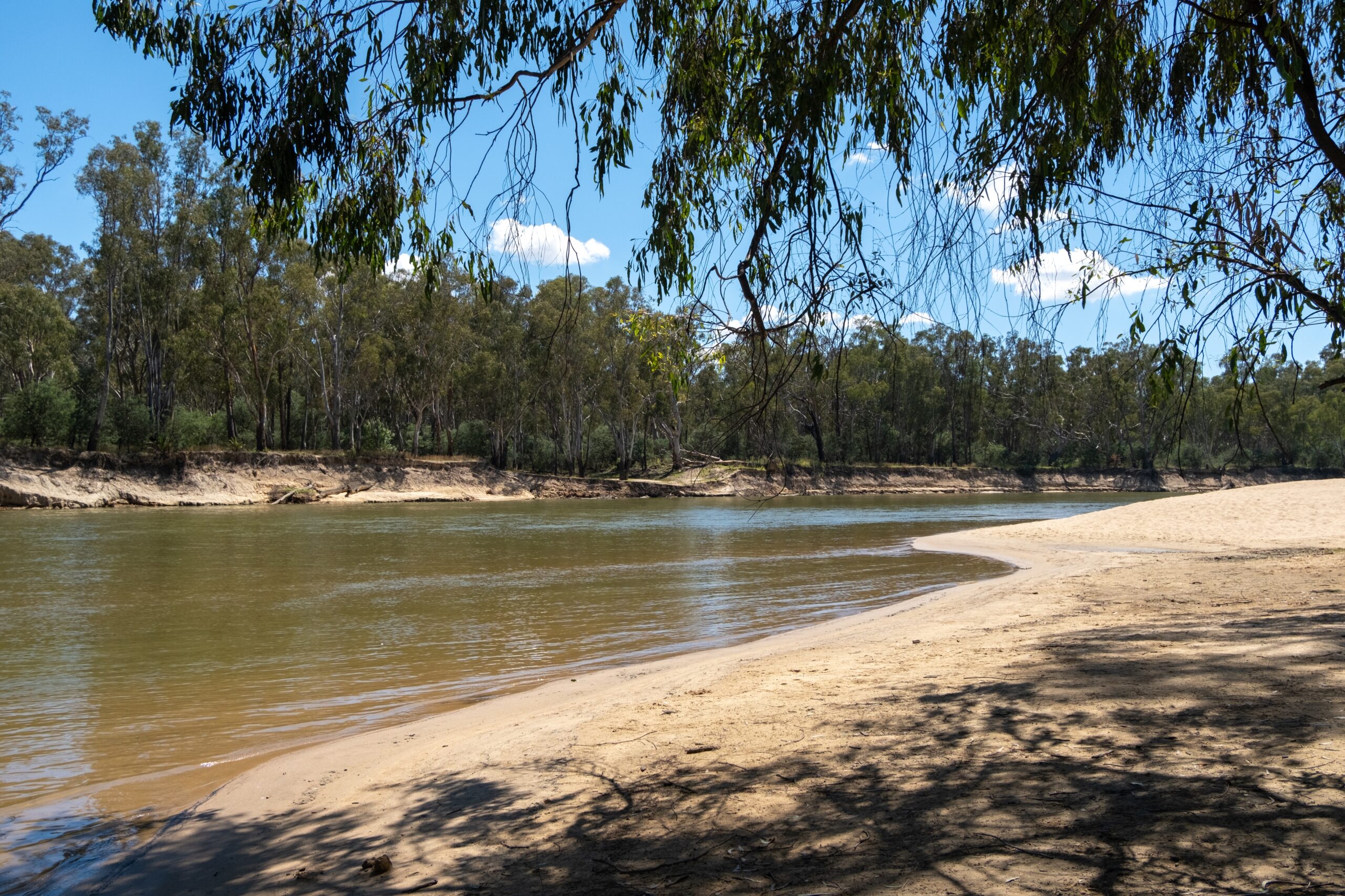 Thomsons,Beach,With,Red,Gums,Eucalyptus,On,The,Murray,River Creative web design project Cobram