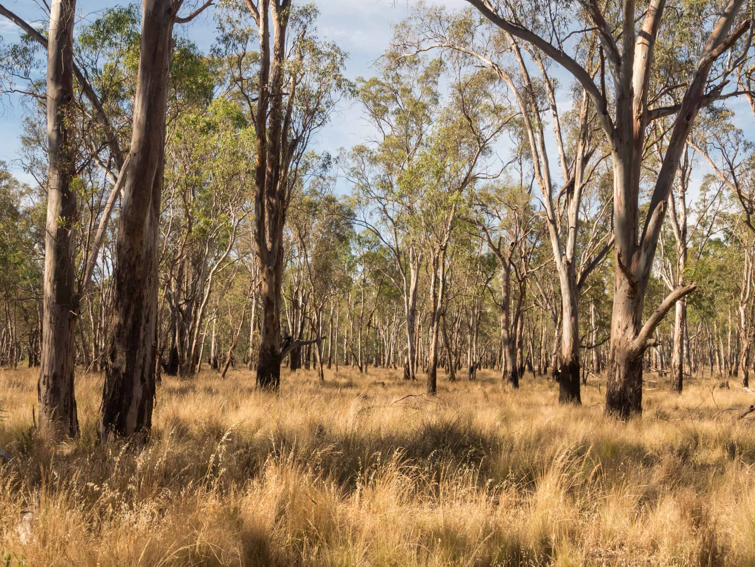 website design Congupna View of Congupna township in the Greater Shepparton region